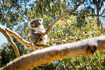 Koala Taking in The Sun at the Koala Conservation Centre on Phillip Island in Australia