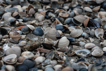 Muschelschalen am Strand