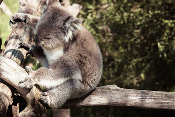 Koala Taking in The Sun at the Koala Conservation Centre on Phillip Island in Australia