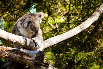 Koala Taking in The Sun at the Koala Conservation Centre on Phillip Island in Australia