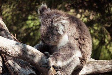Koala Eating eucalyptus  at the Koala Conservation Centre on Phillip Island in Australia