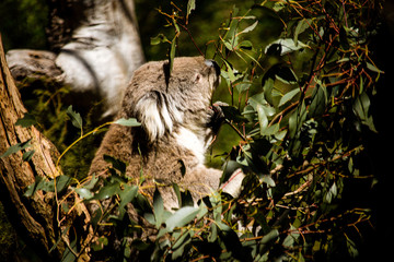 Koala Eating eucalyptus  at the Koala Conservation Centre on Phillip Island in Australia