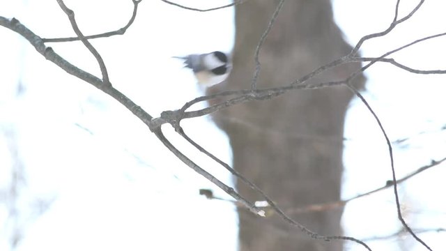 m&eacute;sange &agrave; t&ecirc;te noire
