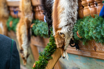 Red fox fur with pied beautiful hairs