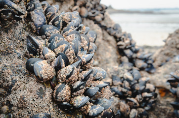 Wild mussels in the nature, on the rocks of the shore