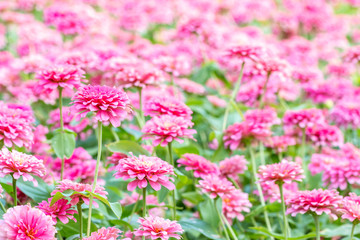 Obraz premium Abstract blurred of pink flowers, Zinnia violacea Cav.