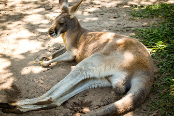 Kangaroo is feeling filled up in queensland at the Australian zoo