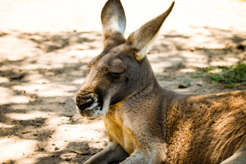 Kangaroo is feeling filled up in queensland at the Australian zoo