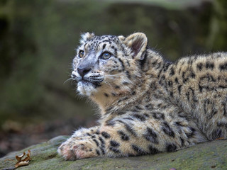 Fototapeta na wymiar Young Snow leopard, Uncia ounce, looks around