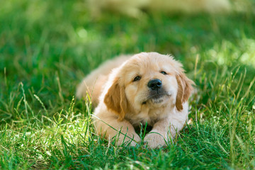 Golden retriever pup is laying