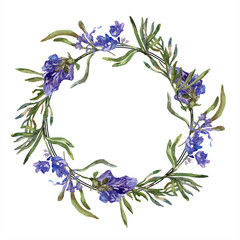 Purple lavender. Floral botanical flower. Wild spring leaf. Watercolor background illustration set....