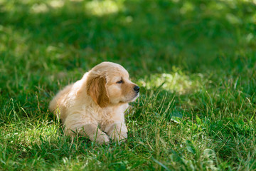 Young dog resting on lawn