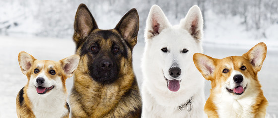 group of dogs in winter