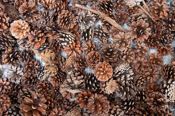 新聞の上の松ぼっくり