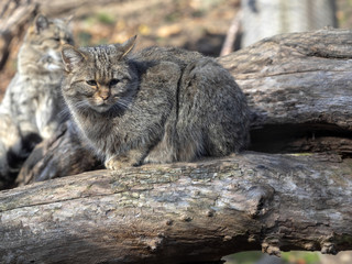 Naklejka na ściany i meble European wild cat, Felis s. Silvestris, sitting on the trunk