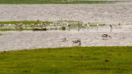 Buntstorch schöner bunter Vogel auf Sri Lanka