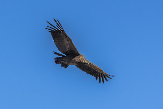 Condor with outstretched wings in blue sky