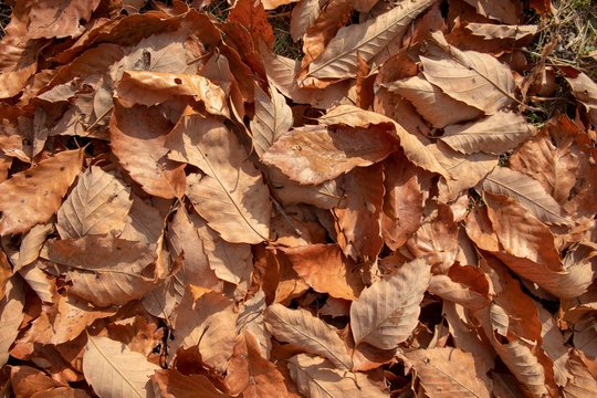 枯葉 の画像 23 902 件の Stock 写真 ベクターおよびビデオ Adobe Stock