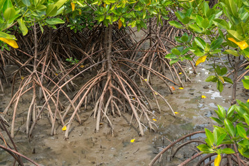 Naklejka premium Zbliżenie korzeni namorzynowych w gęstym lesie przy ujściu rzeki podczas odpływu. Rayong, Tajlandia. Podróże i przyroda.