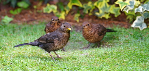 Vogel,Amsel,Nachwuchs,