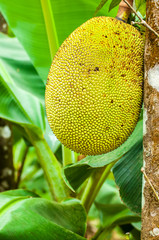 Gelbe exotische Frucht auf einem Ast im Dschungel