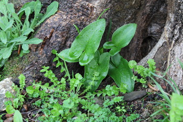 Foglie di Arisarum con goccie di rugiada