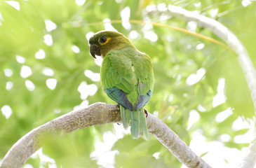 Brown-throated Parakeet (Eupsittula pertinax)