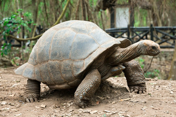 Galapagos Tortoise in a nature reserve