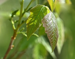 Leaves 