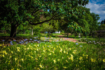 Botanical garden of Brasília in Brazil with trees and flowers