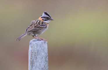 Rufous-collared Sparrow or Andean Sparrow (Zonotrichia capensis)