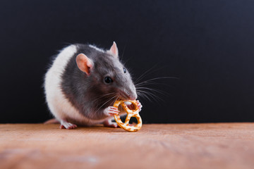 A black and white rat eating snacks on a black background.