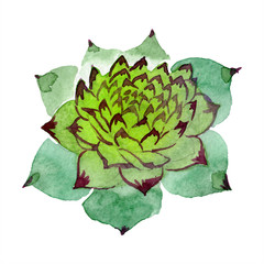 Naklejka premium Amazing succulent. Floral botanical flower. Watercolor isolated background illustration set.