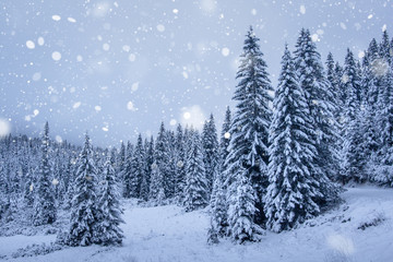 Snowfall in winter forest