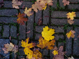 autumn leaves on the ground