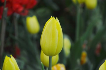 yellow tulip blooming on branch in garden