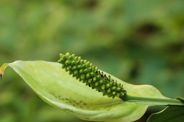 Sauromatum giganteum in  garden