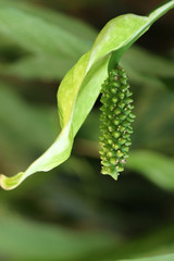 Obraz premium Sauromatum giganteum in garden