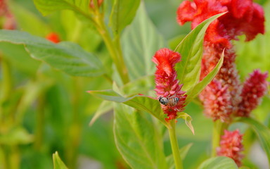 bee feeding nectar on cock comb in garden