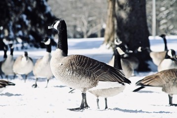 Canada Geese