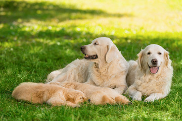Portrait of golden retriever family