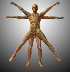 Anatomical vitruvian man