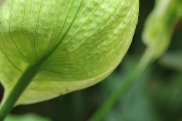 Sauromatum giganteum in garden