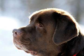 Labrador