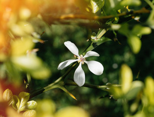 Macro shot of a lemon flower in bloom on a branch in green fruit forest plantation - image alternative healthcare, spa, beauty procedures and food processing red sunlight flare