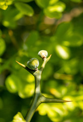 Macro shot of a lemon fruits in early growth stage on a branch in green fruit forest plantation - image alternative healthcare, spa, beauty procedures and food processing