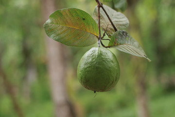 guava on tree