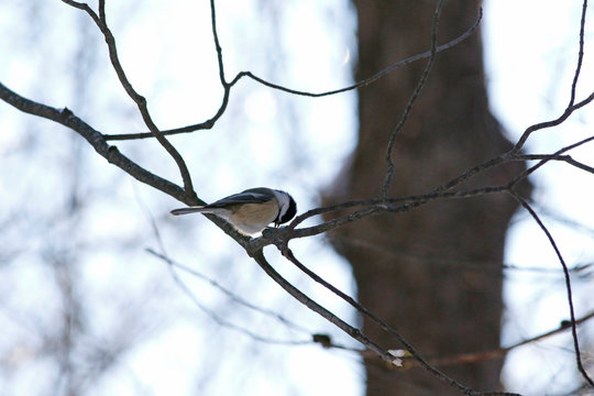 m&eacute;sange &agrave; t&ecirc;te noire