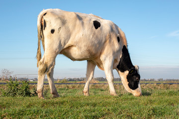 White young cow with black spots, heifer, grazing on green grass in a meadow in Holland.