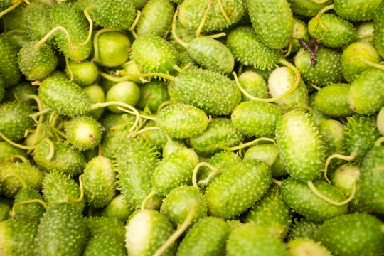 Pile of spiky green cucumis anguria fruit on display at a tropical fruit market in Bahia, Brazil, where it is known as a maxixe